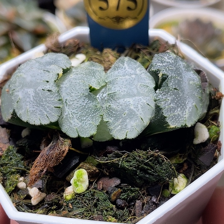 m***9575虎姬锦福利一物