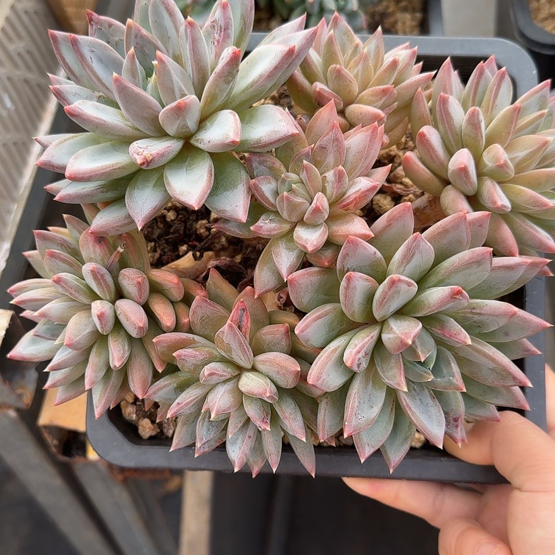 红蛋美人整无砍老桩群生