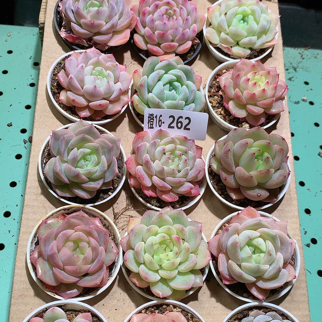 16-262一物一拍带盆18颗