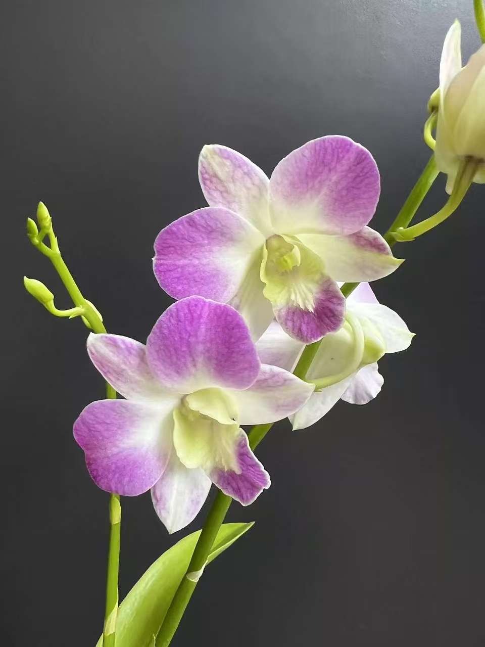 笑靥秋石斛兰不保花剑盆栽带花苞花剑适合办公室客厅植物