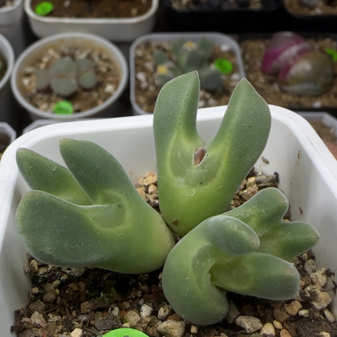 大眼睛空蝉群缀化变异402