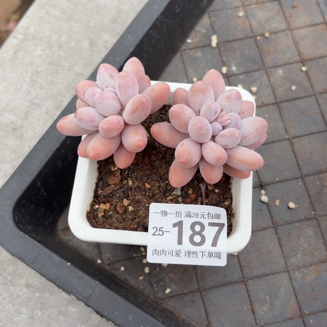 汤圆无盆土发货无盆