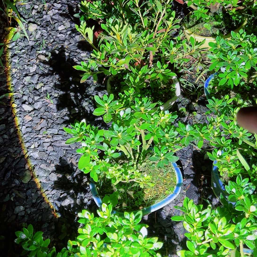 无花朵盆景皋月杜鹃品质杂