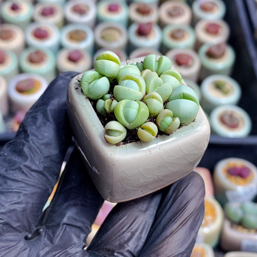 3697--一物一拍 带盆