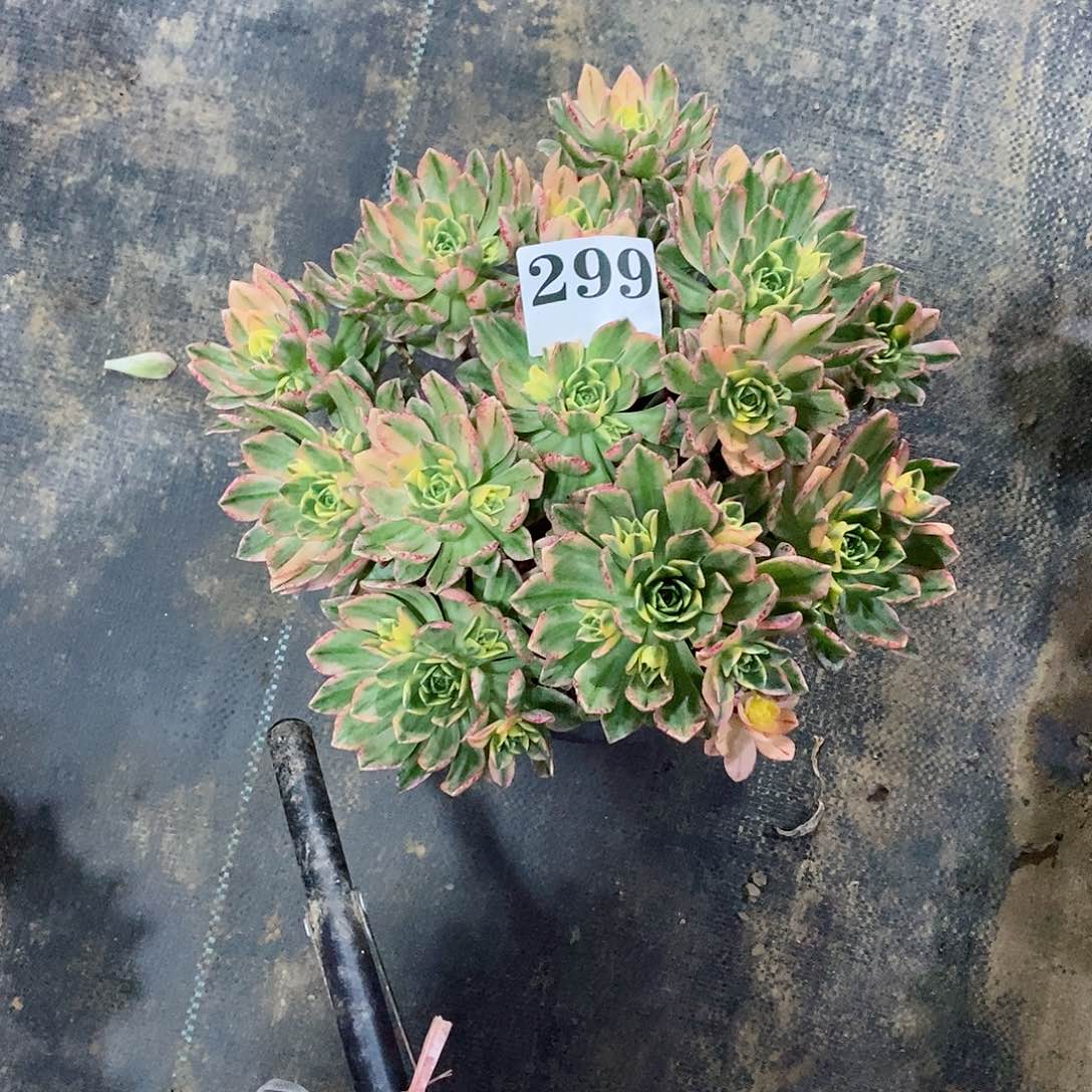 甜茶锦299多肉法师