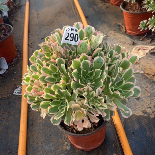 290白凤法师不包断枝