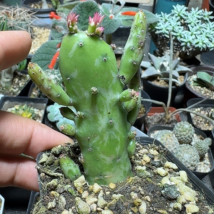 190摇钱树锦脱土发货