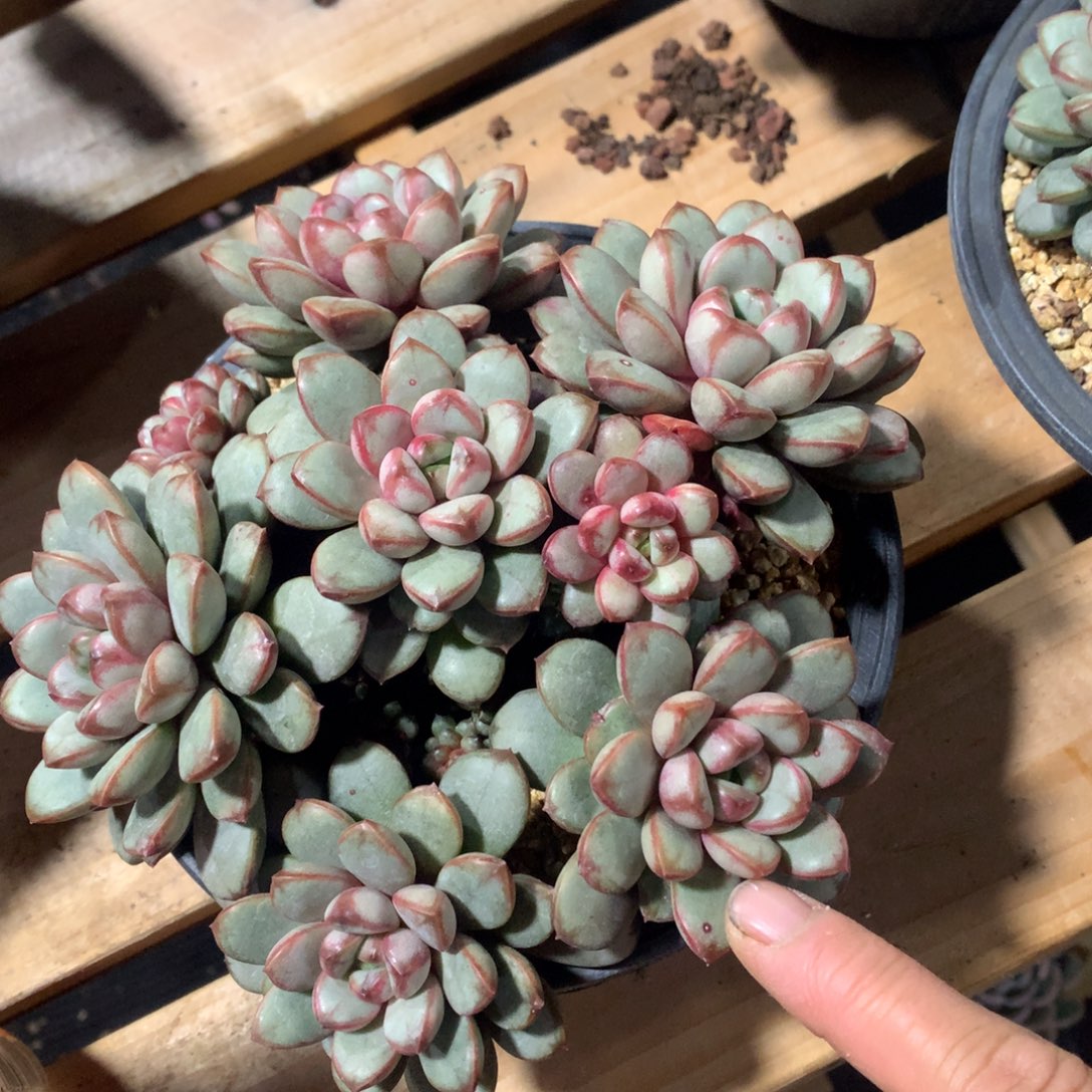 多肉植物多肉植物