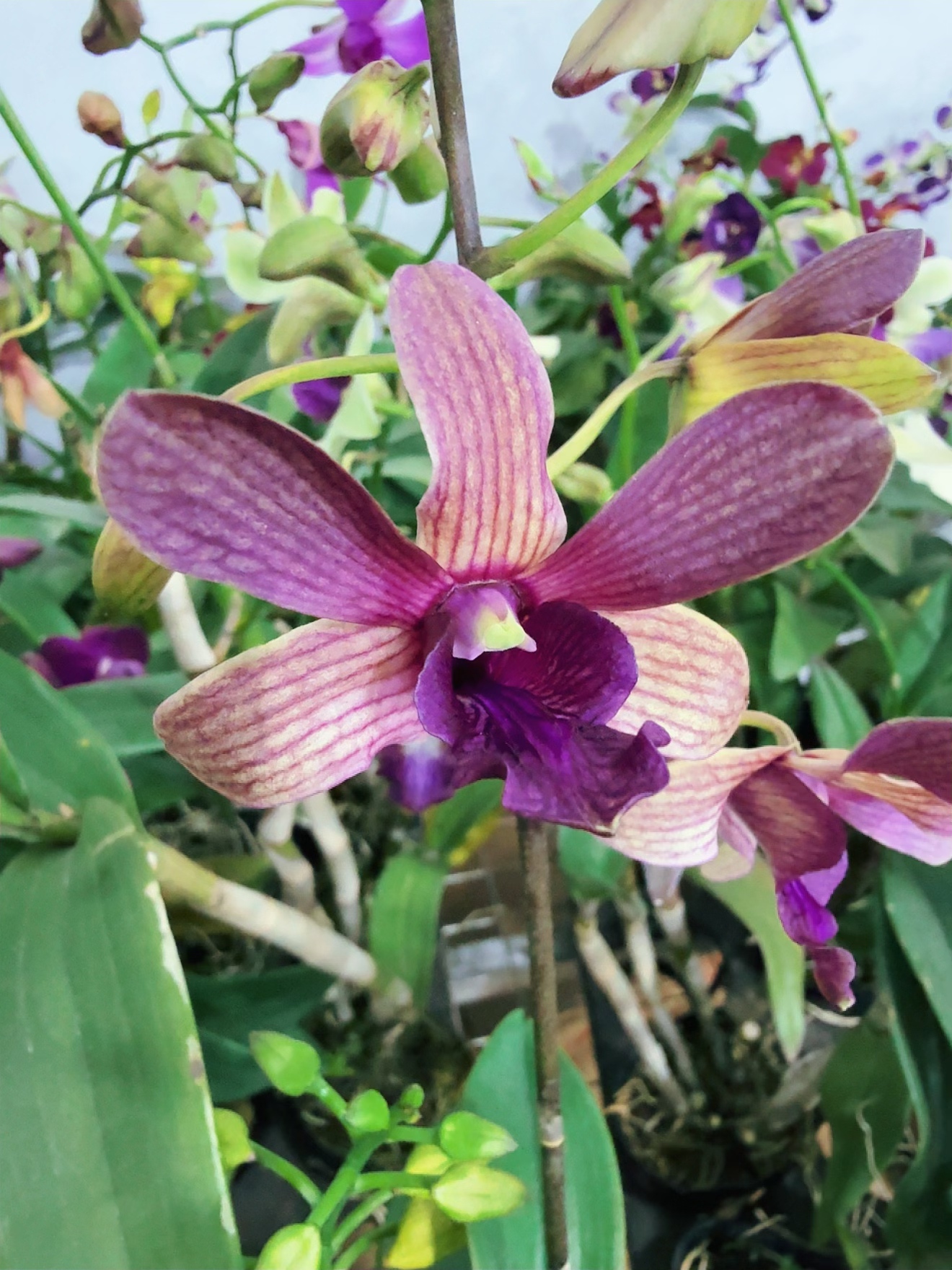 白月光【 秋石斛】渐变变色好养花期长 云南鲜花绿植