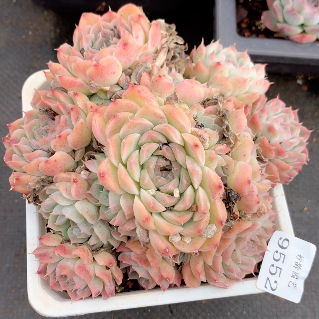 9552新年快乐呀发发发