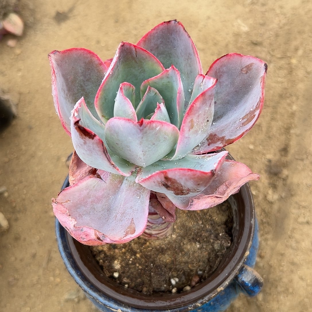 多肉植物多肉植物