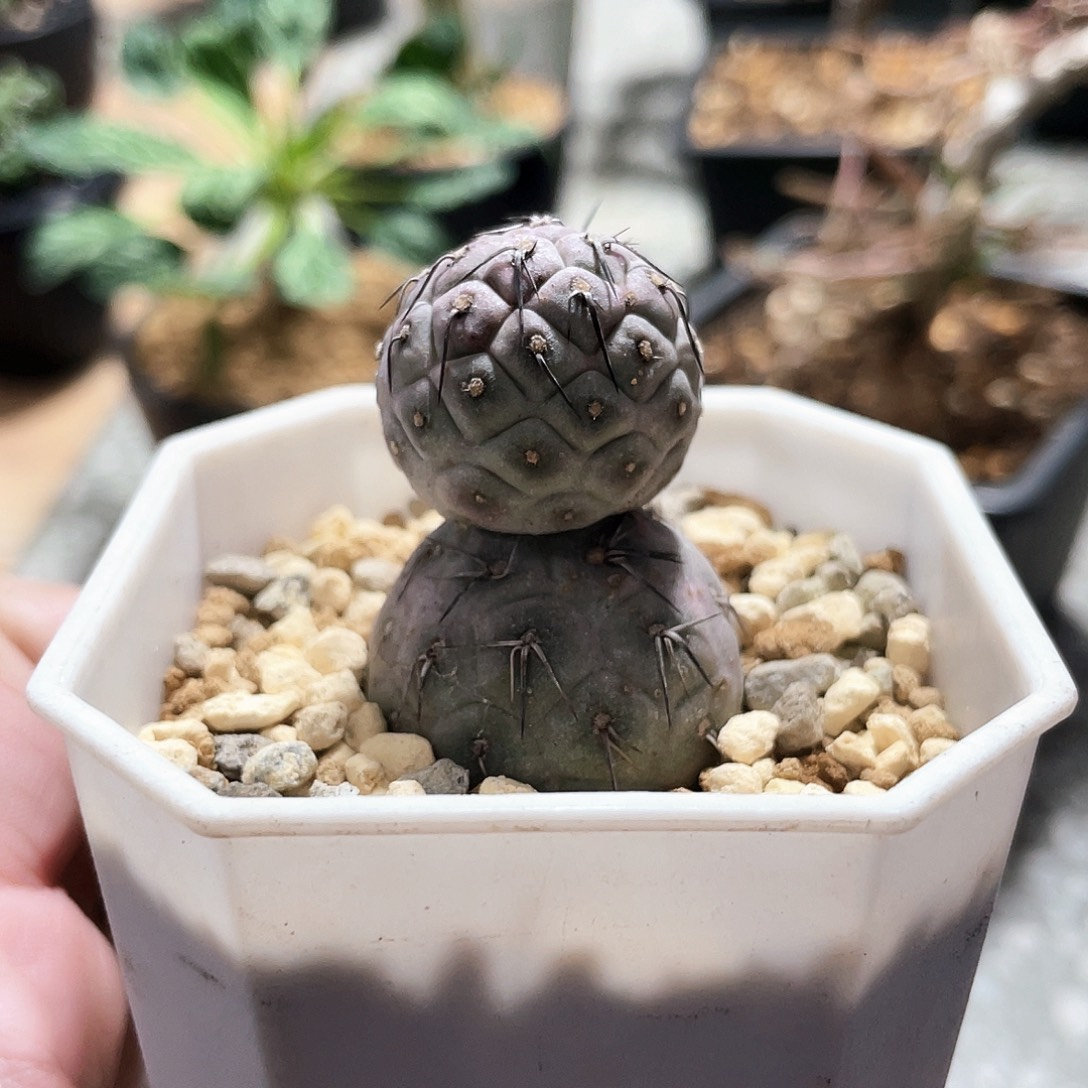 雪人型6666666666666666