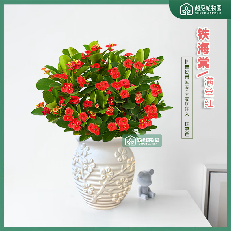 铁海棠虎刺梅花卉盆栽室内绿植客厅四季开花满盆带花和花苞发货