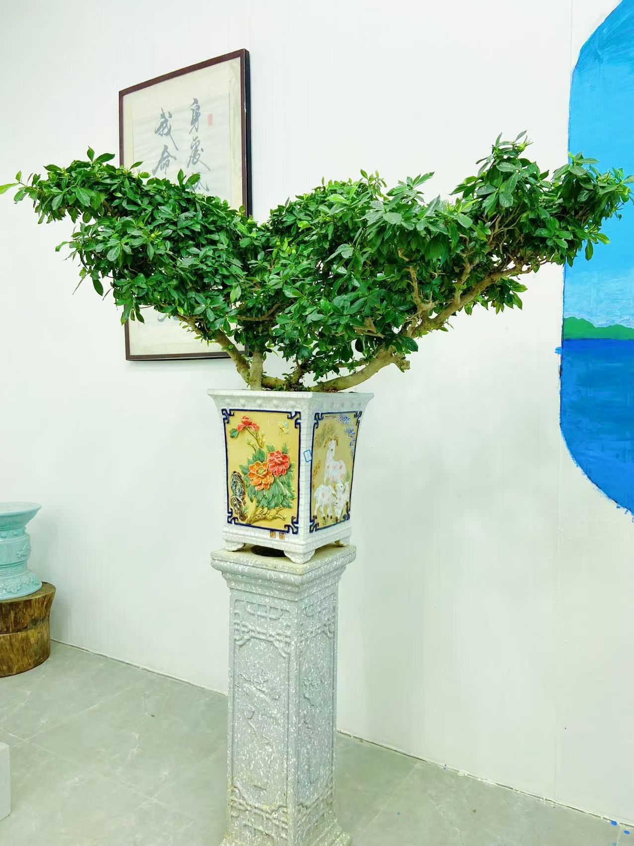 大鹏展翅老桩海岛栀子花盆景