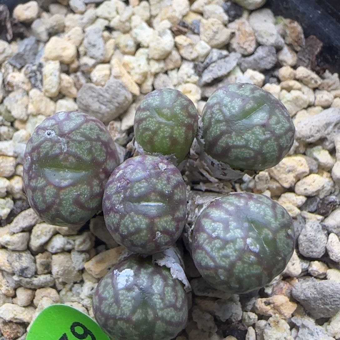 送奶工杂交群多肉626