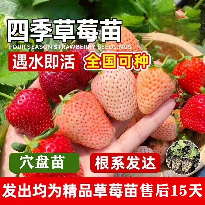 10棵草莓苗奶油草莓苗白色草莓苗黑色草莓苗粉色草莓苗穴盘草莓苗