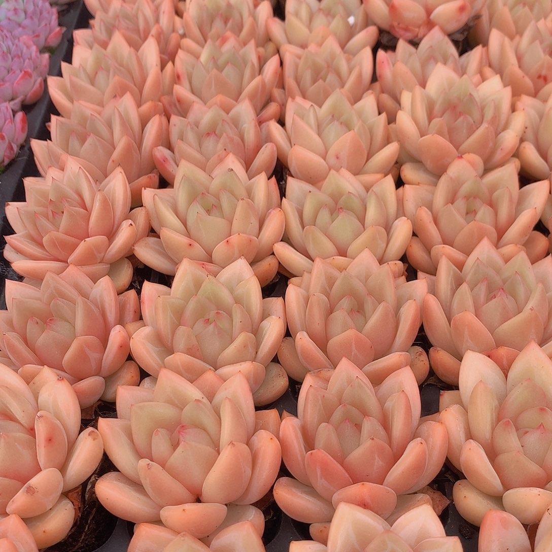 三颗优选黄体香槟45678899900