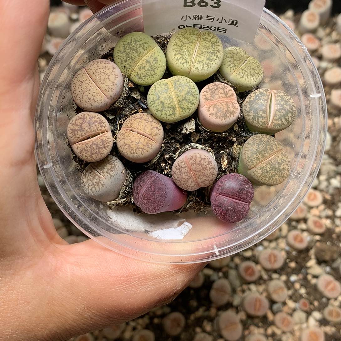 B63多肉植物保护研究所