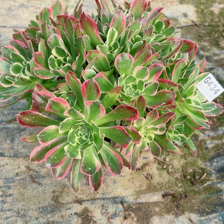 434雨花石多肉植物