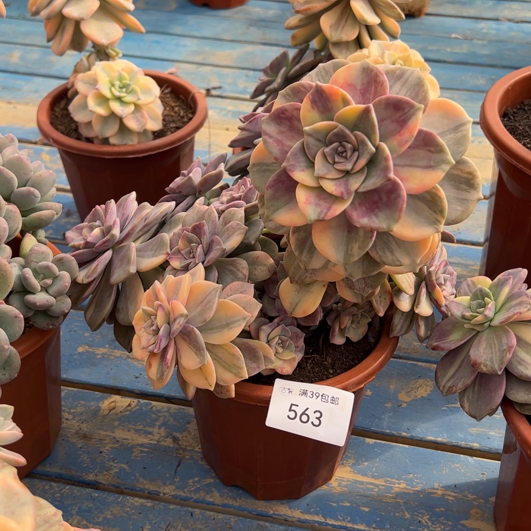 563多肉植物紫乐锦老桩