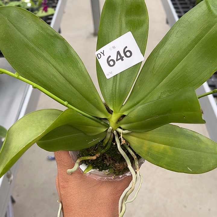 当前无花栽培后可以开花646号2.5寸杯咖啡盾