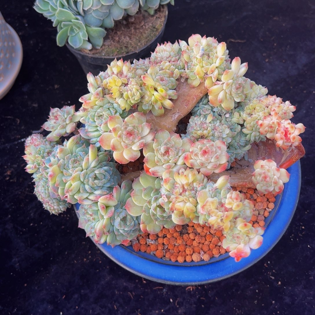 小桃花冰魄缀天天开心