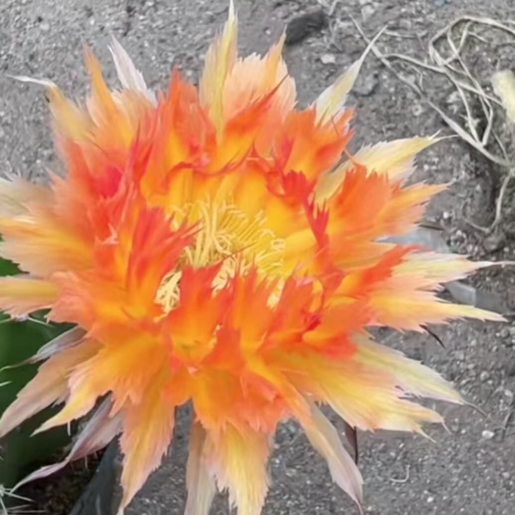 火凤凰二代无根侧牙3公分