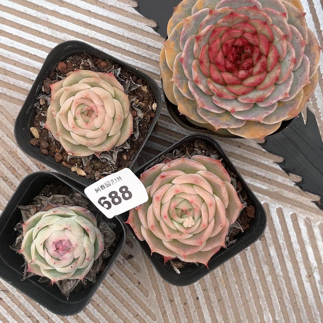 阿雅园艺。      688