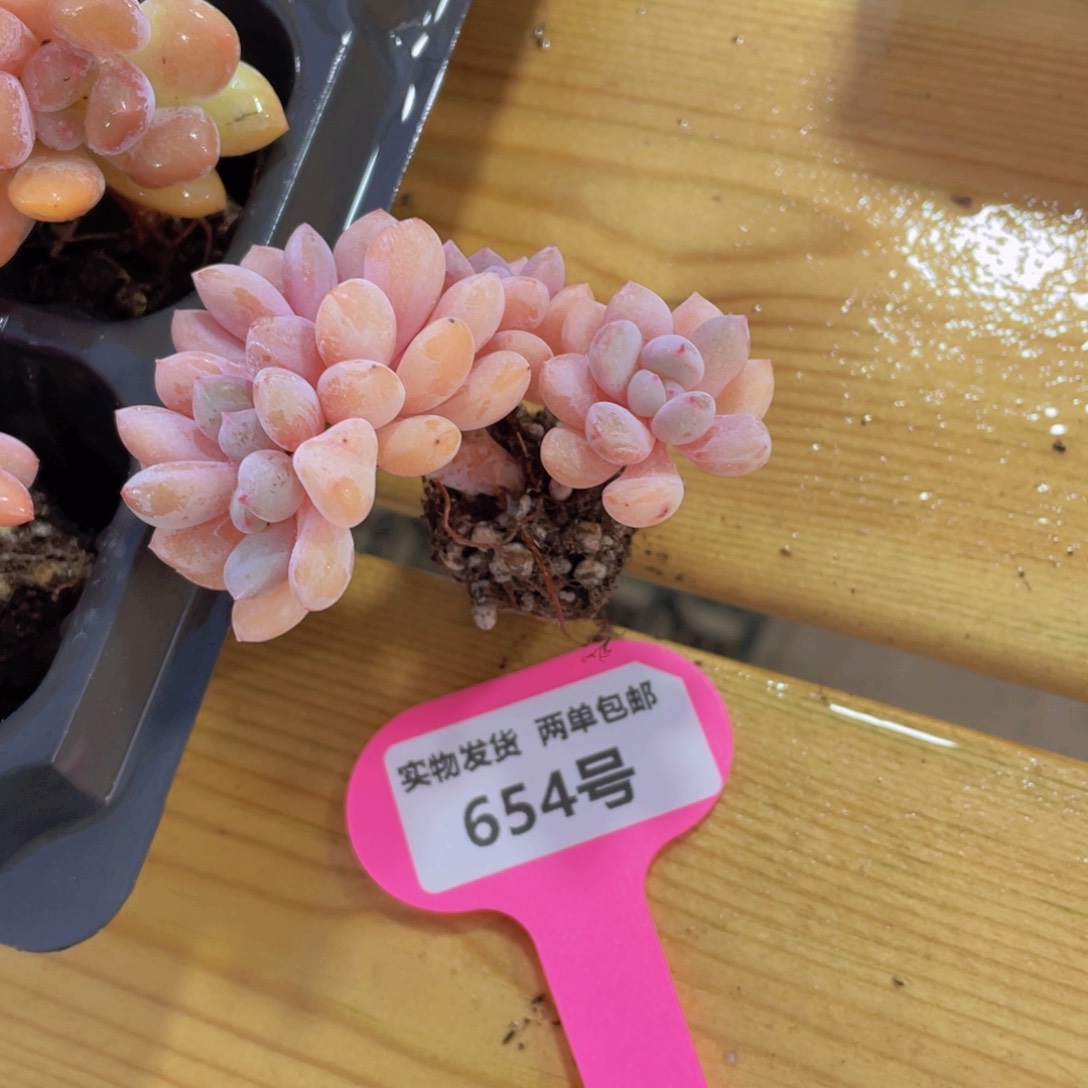 654号 老桩龙头粉兔缀化