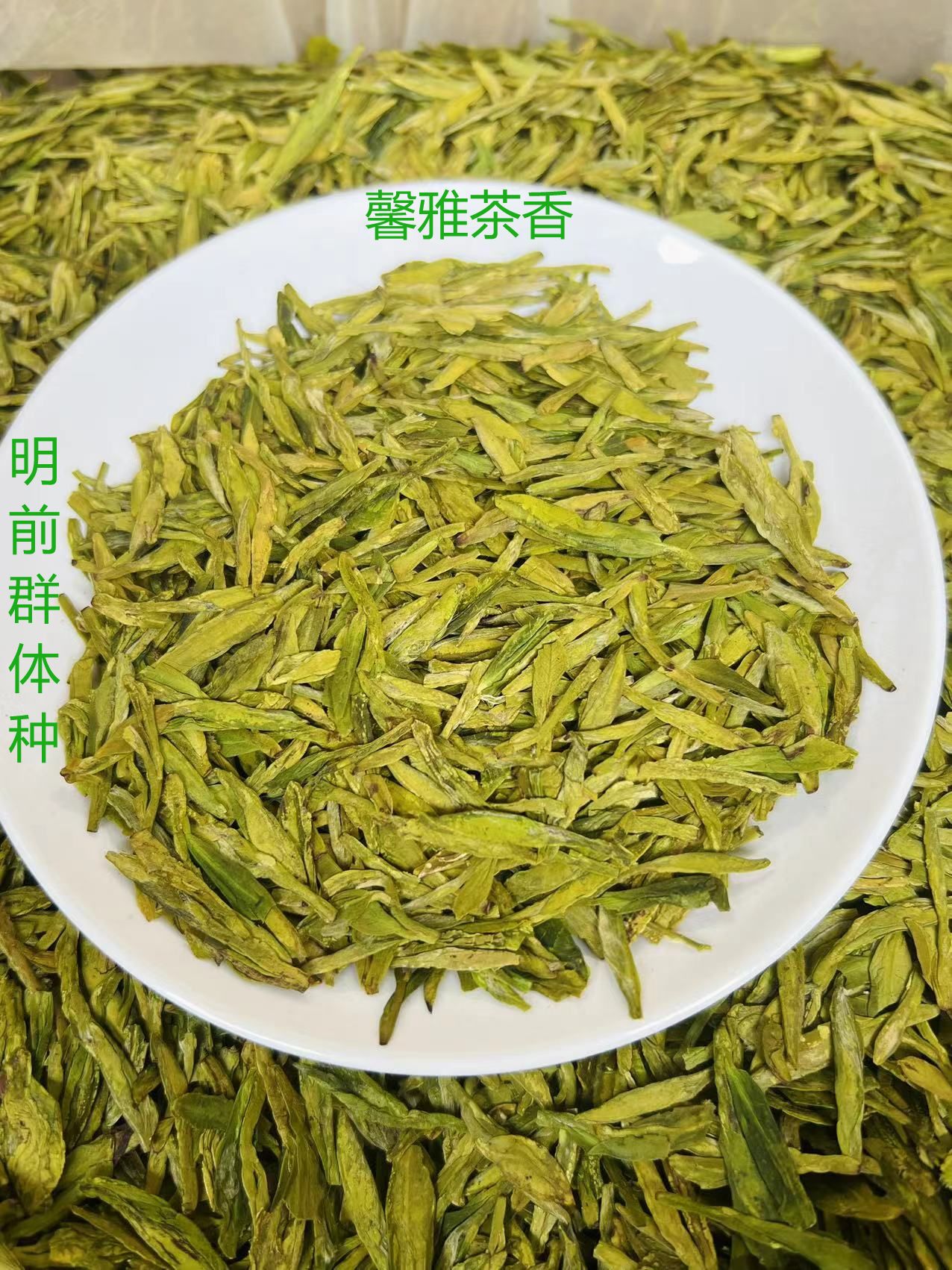 A7 2025年大佛龙井雨前土茶群体种豆香耐泡型龙井茶绿茶黄版