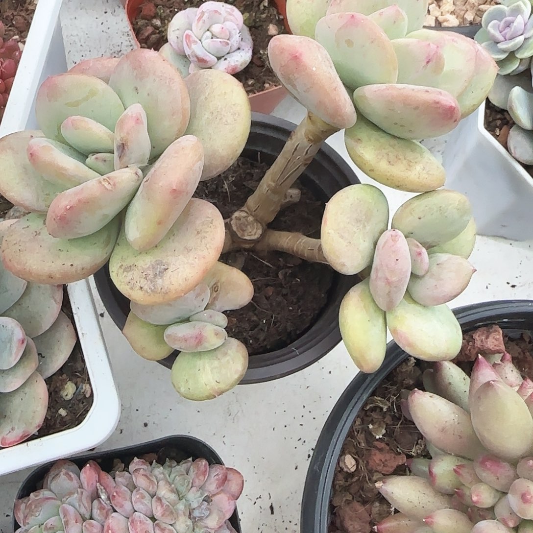 青蛙王子儿童牙膏11