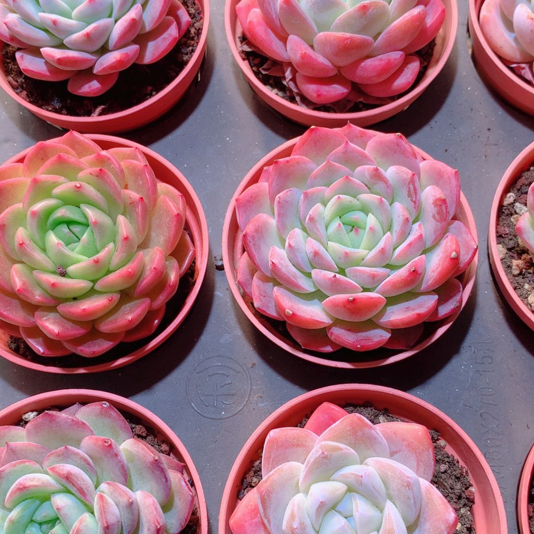 2-量拍品质保证多肉带盆9颗全单头