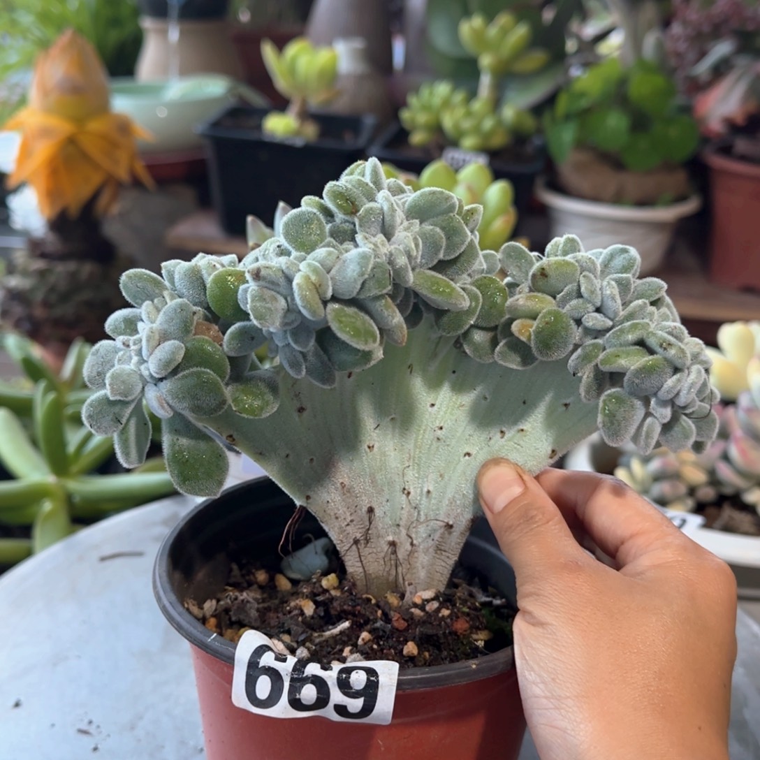669号 一物一拍 一物一拍