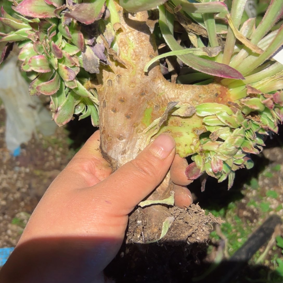 675 号多肉植物法师新年福利