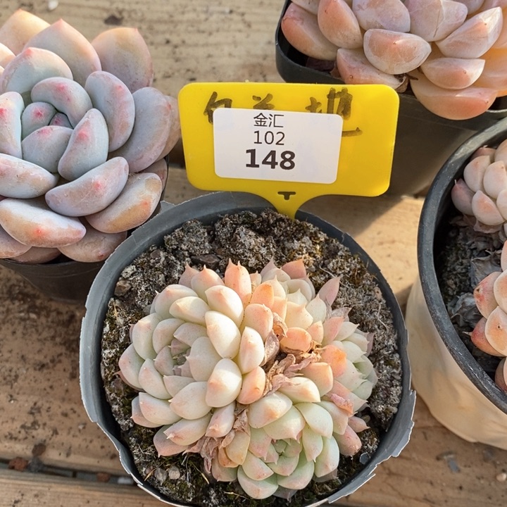 福利多多。102148