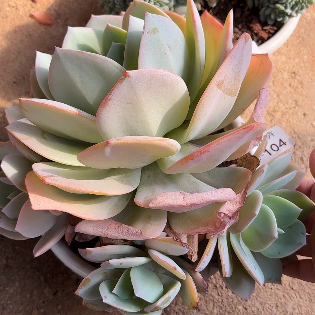 同温层多肉奶茶104