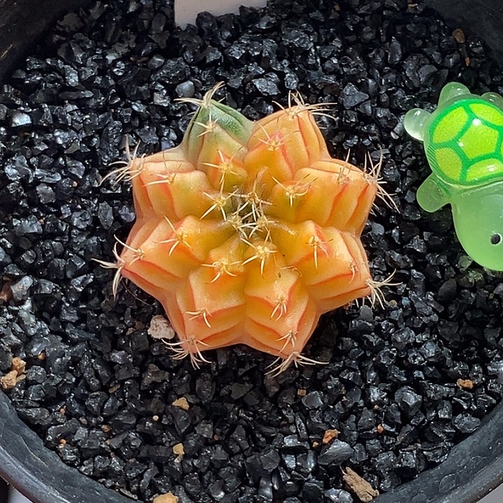 精品米哈—脱土发货41