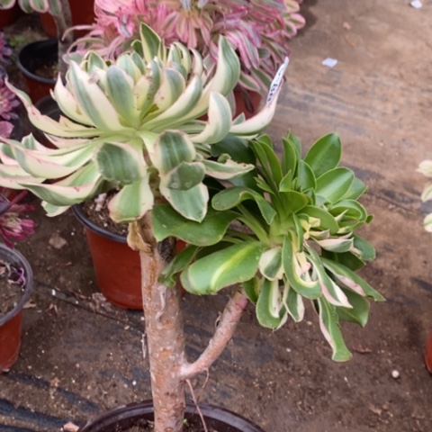 884青莲满25包邮多肉