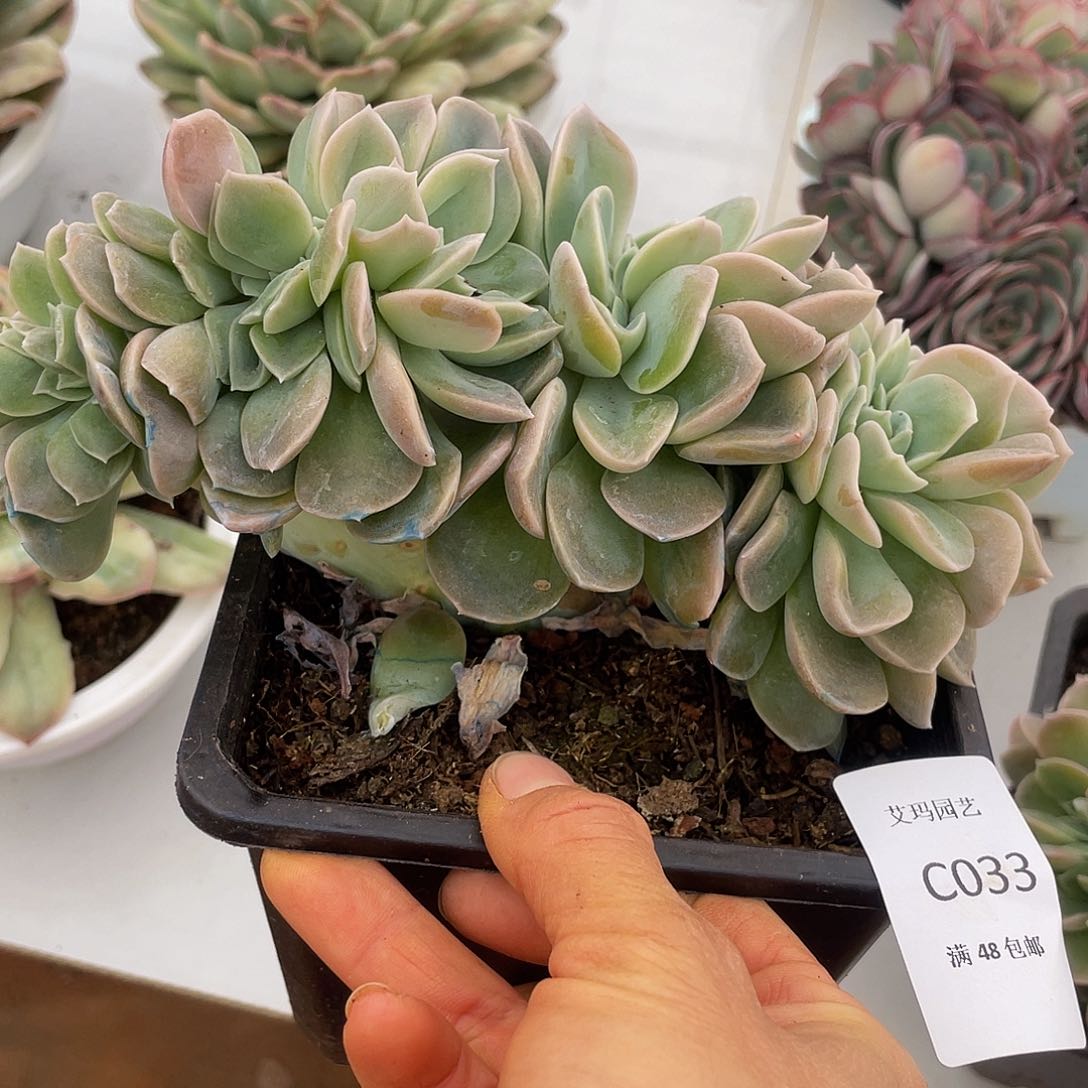 哈利缀033 8 多肉多肉多肉