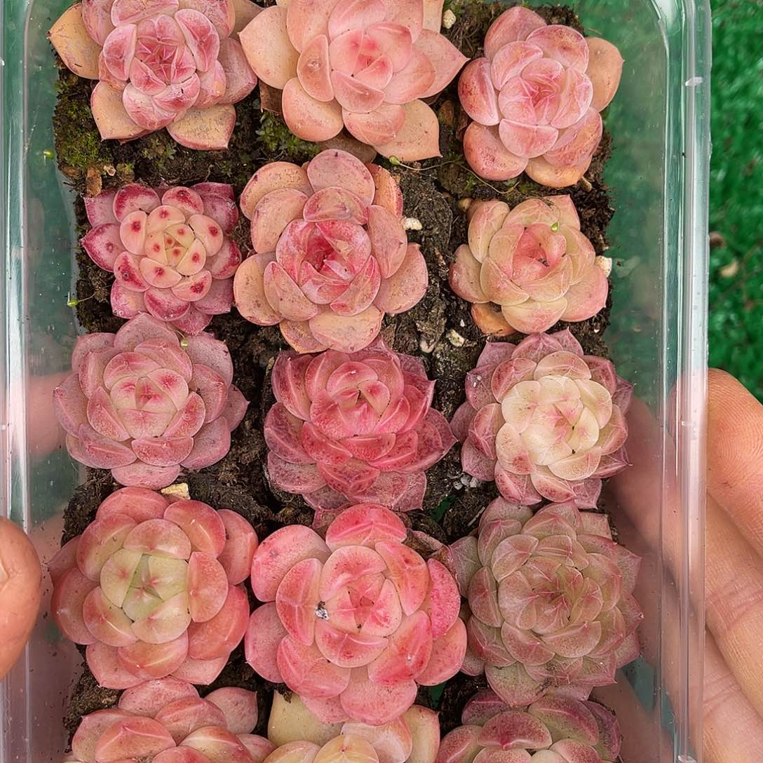 多肉一物一拍30-94