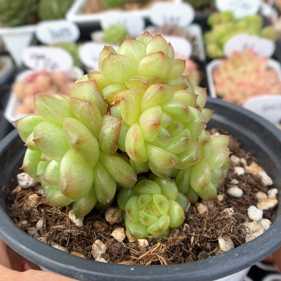 灯泡珍妮无砍自然群961号