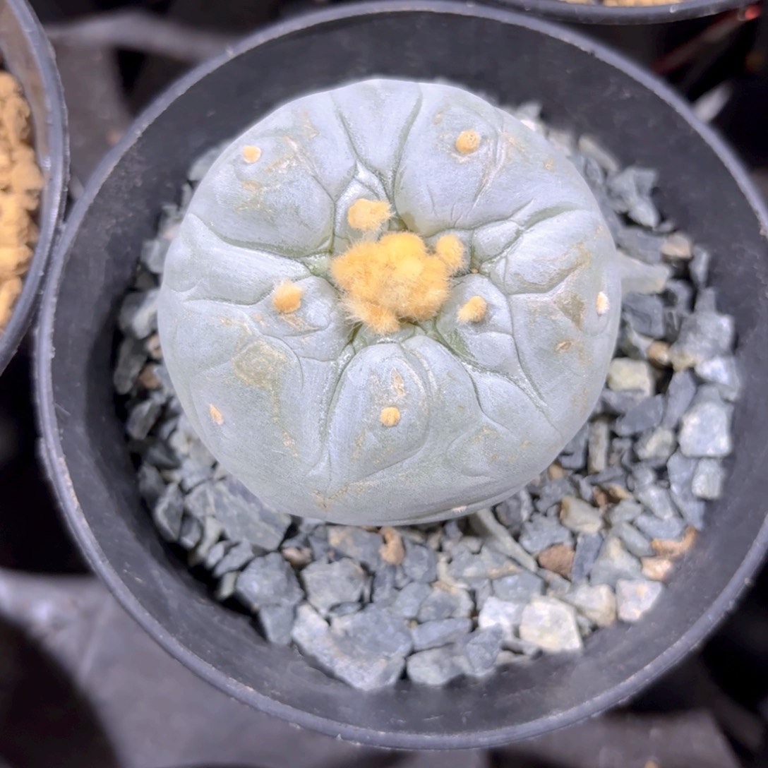 G591g g g g g g