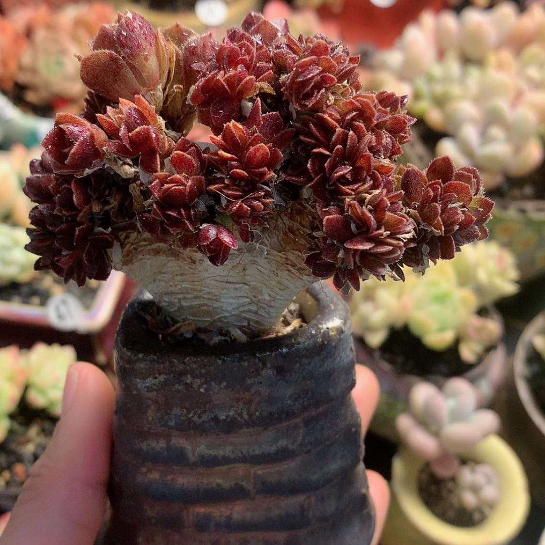 【闪购商品】ccen法师缀