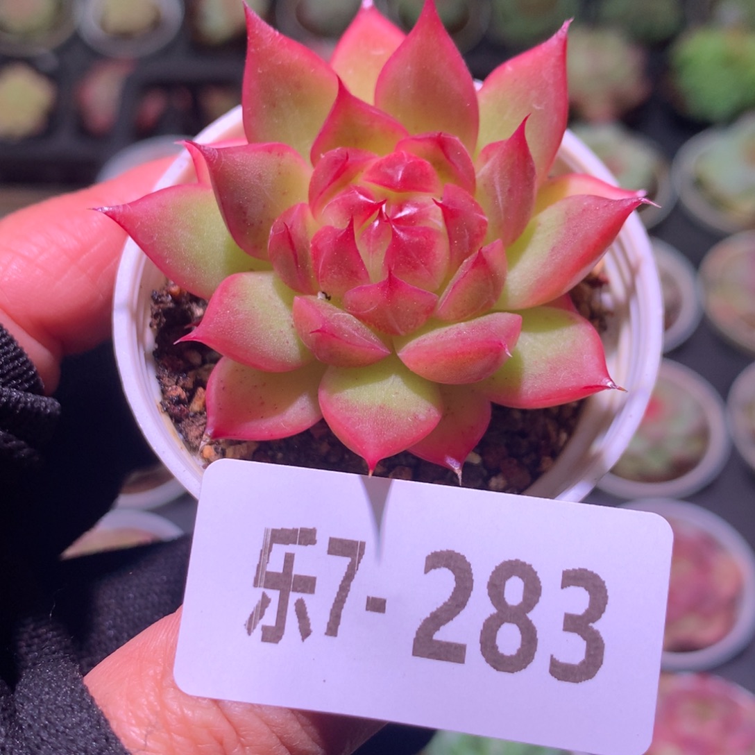 乐然 7-283 新品单头 