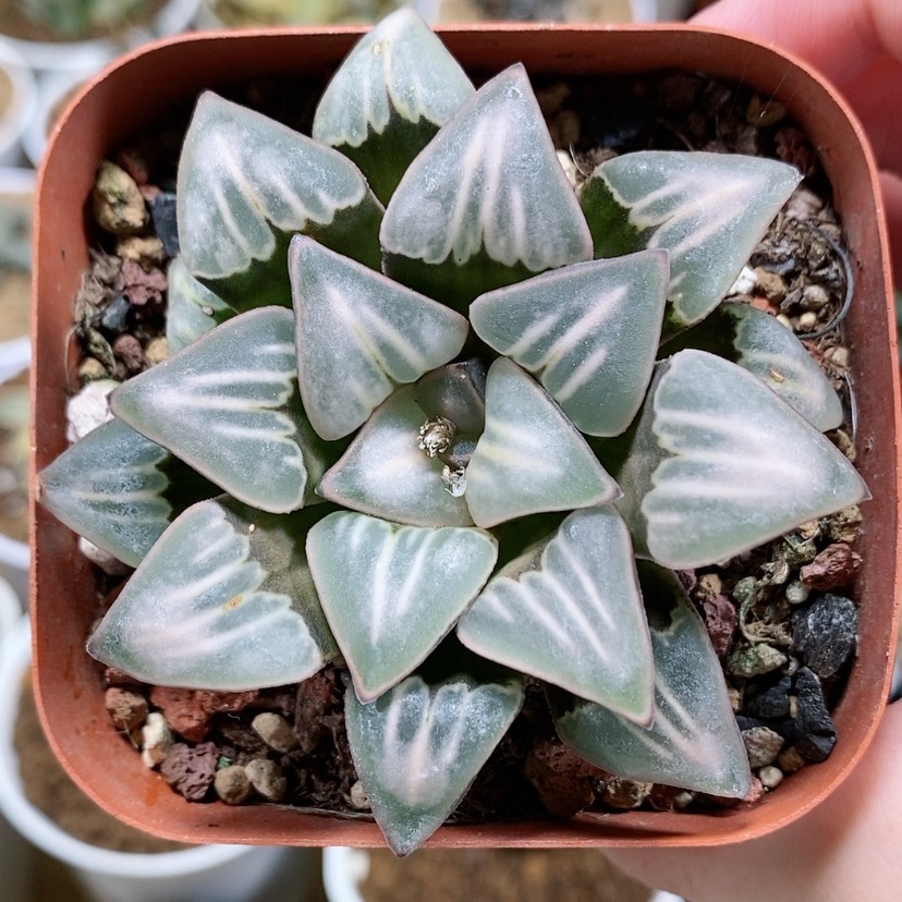 【闪购商品】14雾之喷泉