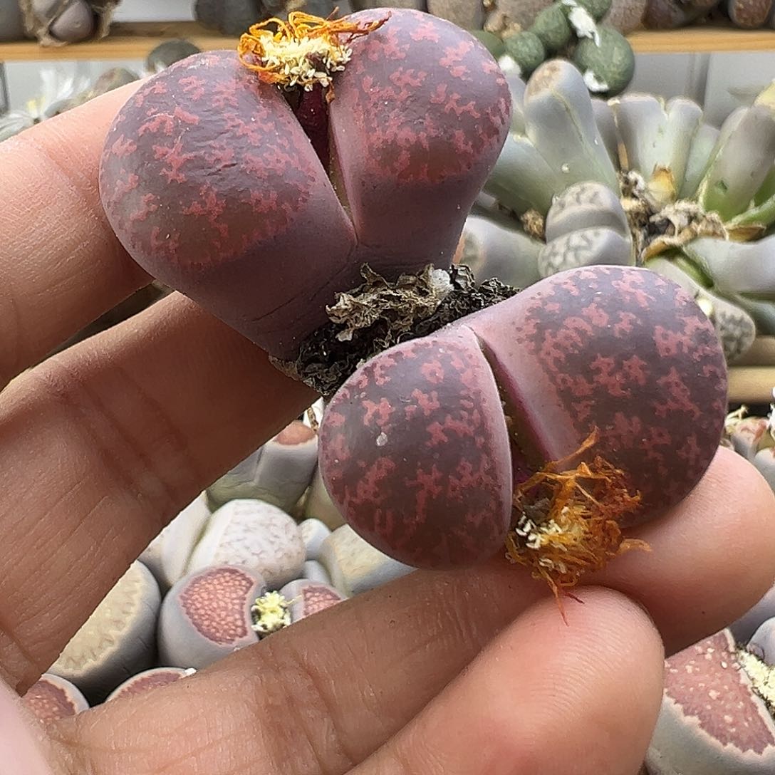 2315开花裂伤清货过