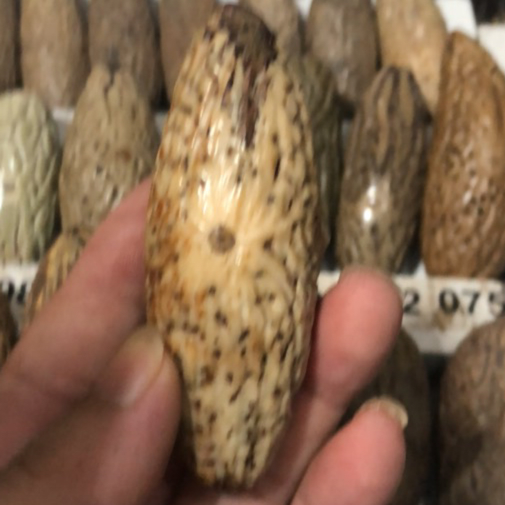 天然非洲千眼菩提老油果沁色手刷收藏把玩