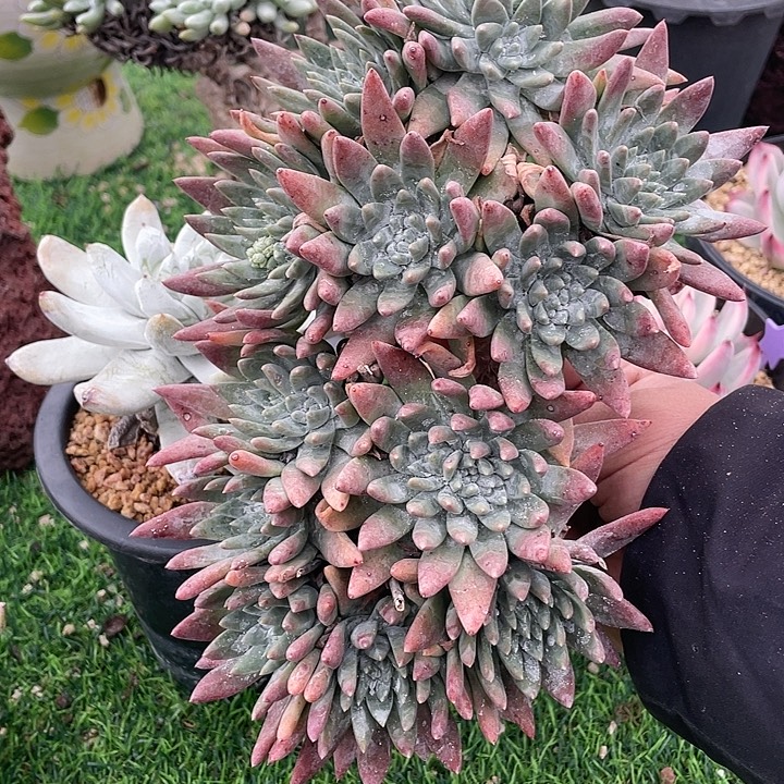 福利粗桩福利粗桩福利