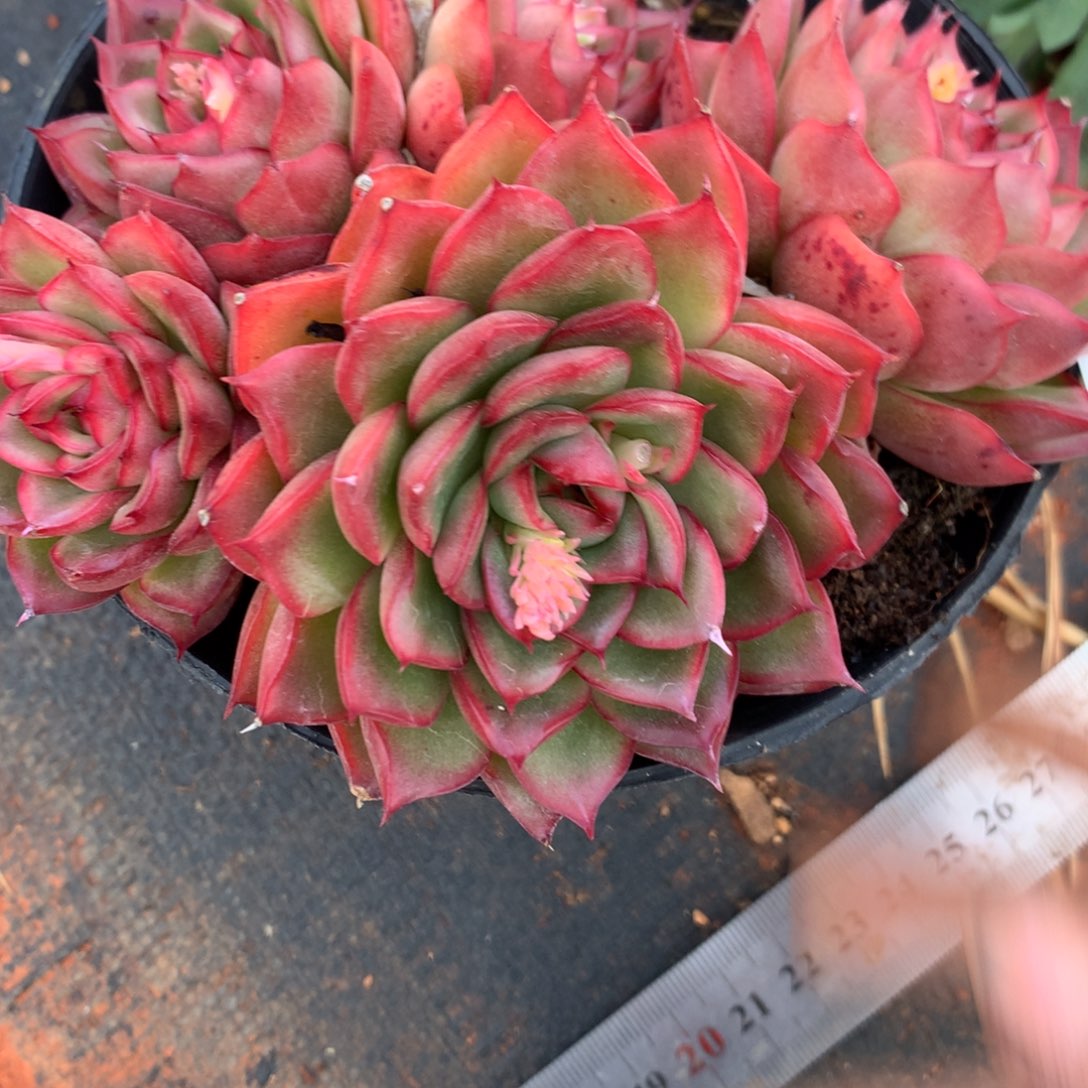 114杂交多肉老桩美肉