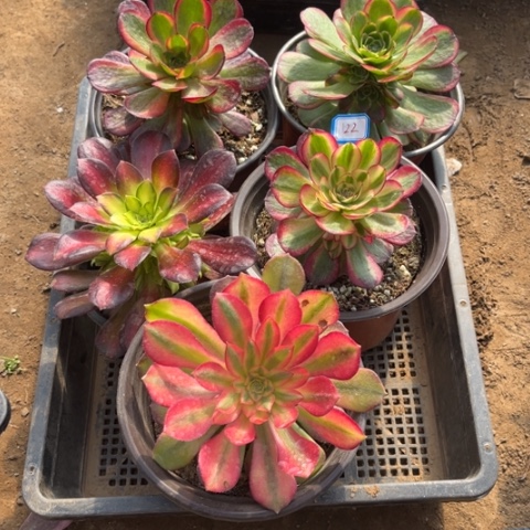 122多肉植物组合